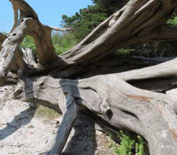 la Maison Tellier - Timidité des arbres Image 1
